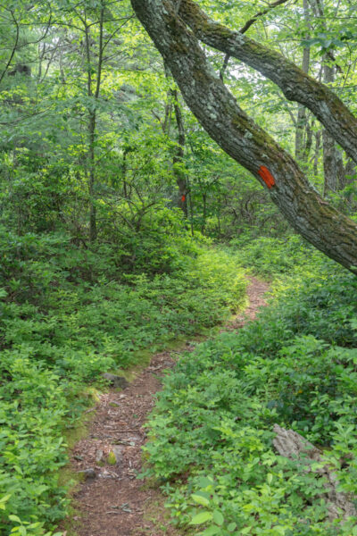 Hiking the Mid State Trail near Indian Wells Overlook near State College PA