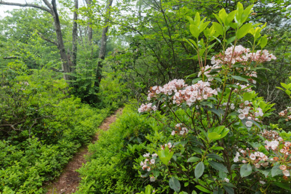 Blooming Mountain Laurel in Rothrock State Forest in PA