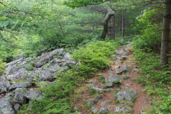 Rocks cover the Mid State Trail in Rothrock State Forest in Pennsylvania