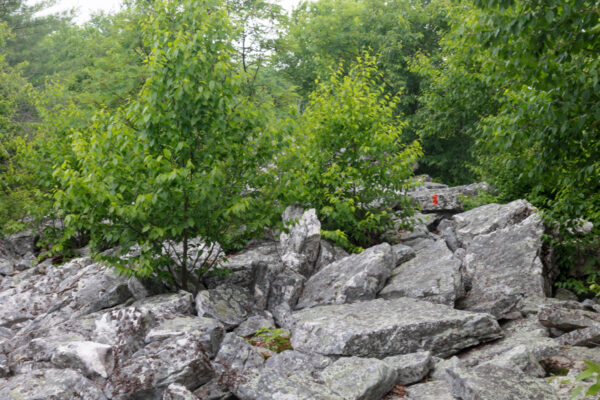 The Mid State Trail passing through Indian Wells Overlook in Rothrock State Forest in Centre County PA