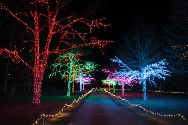 Light wrapped trees at Joy Through the Grove at Knoebels Amusement Park in PA
