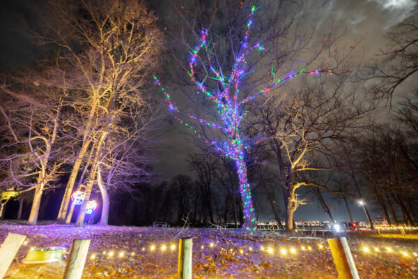Wrapped Trees seen during Presque Isle Lights in Erie, PA