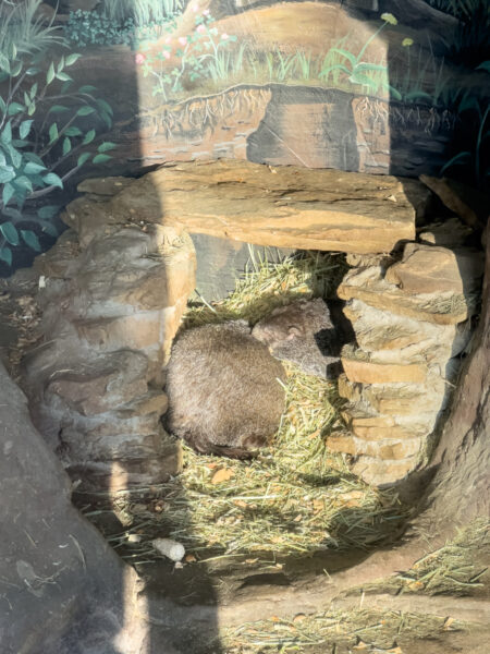 Punxsutawney Phil curled up in his burrow in Pennsylvania