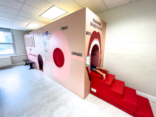 Digestive System play structure at the Lewisburg Children's Museum in Pennsylvania