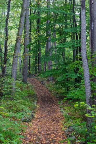 Forested trail through Bald Eagle State Park in Centre County PA