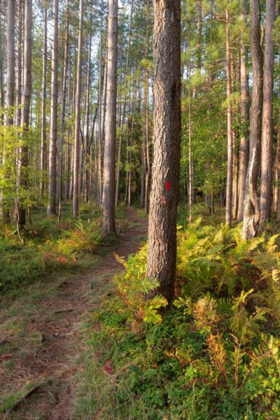 Sunset in the forest on the Star Mill Trail in Black Moshannon State Park