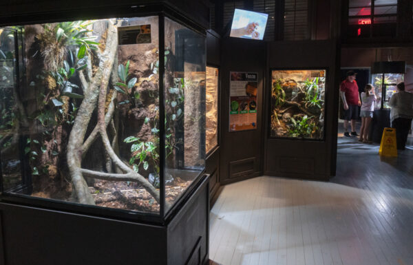 Tanks inside the Electric City Aquarium's Reptile Den in Scranton Pennsylvania