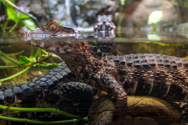 Caiman on display at the Electric City Aquarium and Reptile Den in Scranton PA