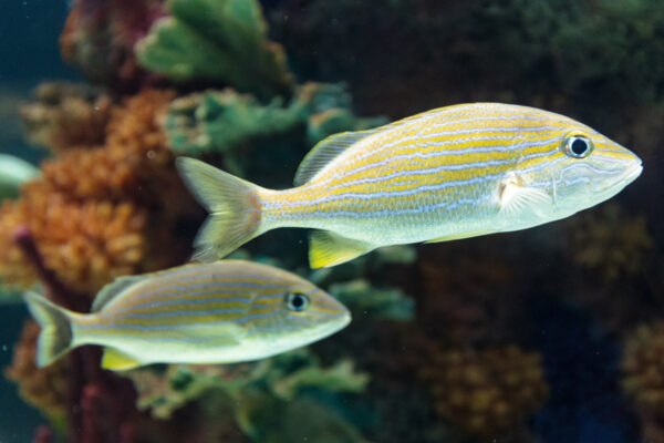 Fish on display at the Electric City Aquarium in northeastern PA