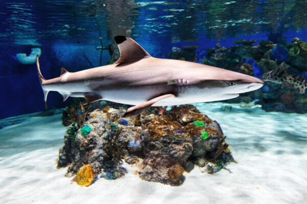 A black tip reef shark swimming through a tank at the Electric City Aquarium and Reptile Den in Scranton PA