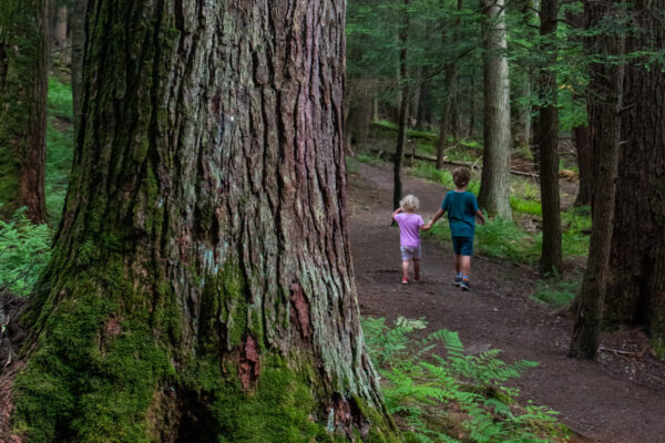 Kids hiking in the Forest Cathedral in Cook Forest State Park in Pennsylvania