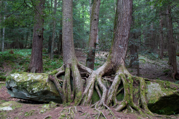 Tree roots around a boulder in the Forest Cathedral in Cook Forest State Park in PA
