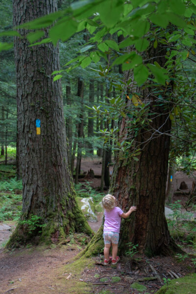 Child looking up at large tree in the Forest Cathedral in Cook Forest State Park in Pennsylvania