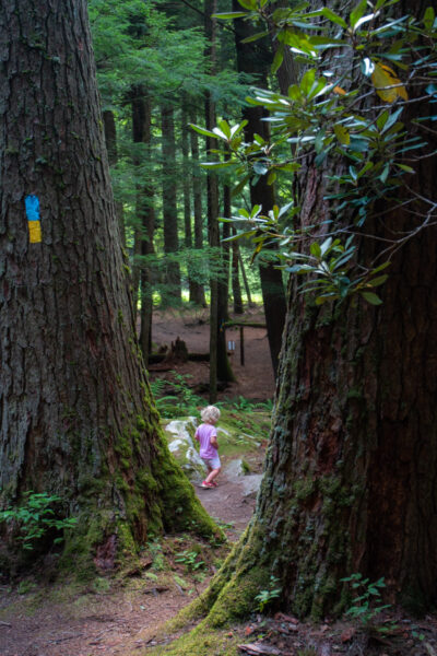 Child Hiking through the massive trees in the Forest Cathedral in Cook Forest State Park in PA