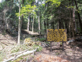 Hiking Through the Majestic Forest Cathedral in Cook Forest State Park