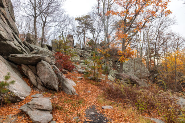 Rocks surrounded by fall foliage at Hammonds Rocks in Michaux State Forest in PA