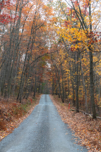 Gravel road in the middle of a fall foliage forest in Michaux State Forest in Cumberland County PA