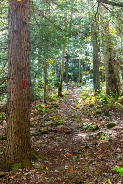 Mill Run Trail passing by trees in the forests of the Quebec Run Wild Area in Forbes State Forest