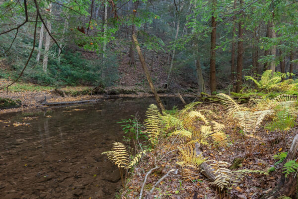 Ferns along the banks of Mill Run in the Quebec Run Wild Area of Pennsylvania