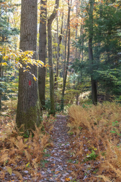 The Mill Run Trail passing through a fern-filled forest in the Quebec Run Wild Area of PA