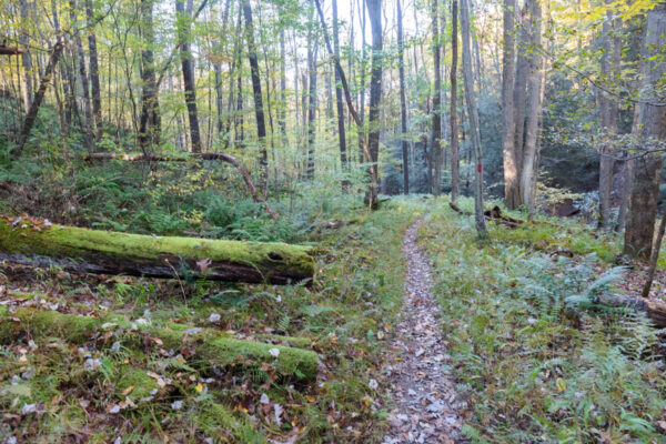 The Grist Mill Trail passing through a green forest in the Quebec Run Wild Area in the Laurel Highlands