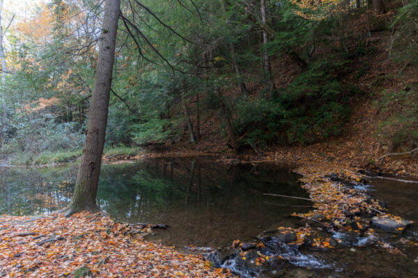 Forested stream in the Quebec Run Wild Area in the Laurel Highlands of Pennsylvania