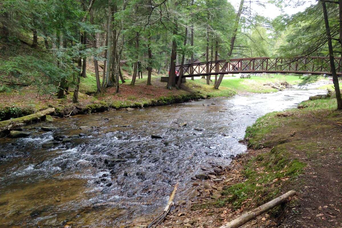 Hiking Through the Majestic Forest Cathedral in Cook Forest State Park ...