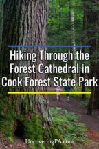 Forest Cathedral in Cook Forest State Park in Pennsylvania