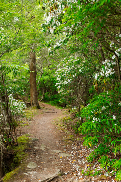 Hiking trail around Eagles Mere Lake surrounded by trees and blooming mountain laurel