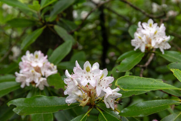 Blooming mountain laurel seen in Sand Bridge State Park in Union County Pennsylvania