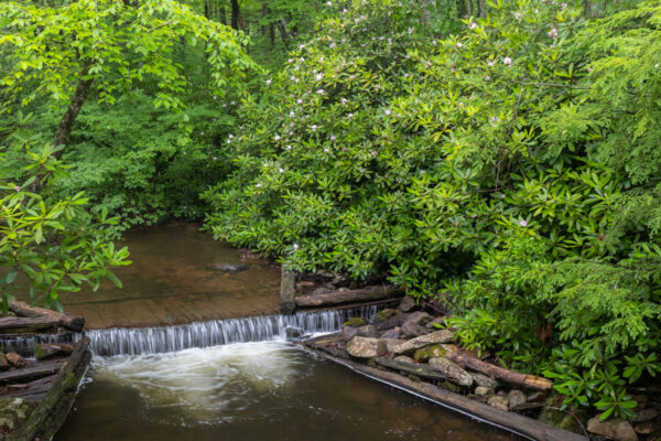 A small dam waterfall surrounded by mountain laurel at Sand Bridge State Park in Union County PA