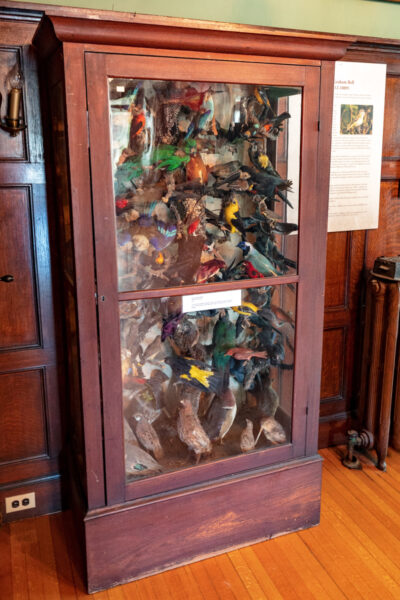 Display case filled with taxidermied birds at the Columns Museum in Milford Pennsylvania
