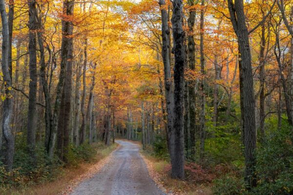 Road with fall foliage in the Poconos