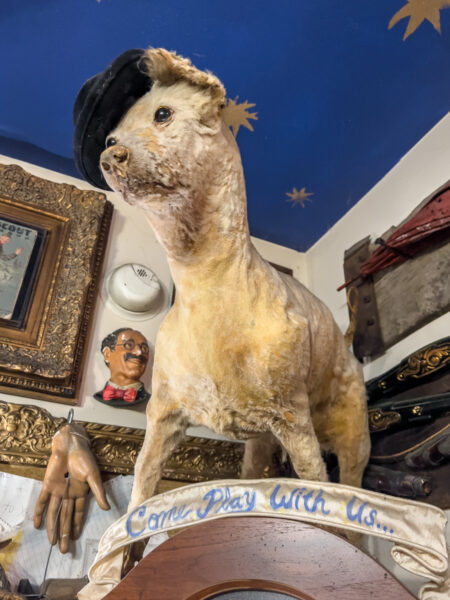 Taxidermied dog with a hat at Trundle Manor in Pittsburgh Pennsylvania
