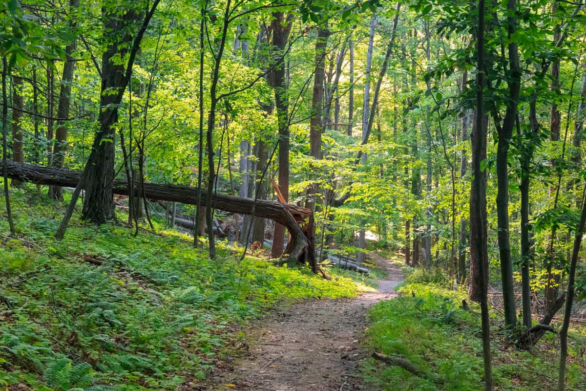 A trail runs through the forest along the hiking trails at Omni Bedford Springs Resort