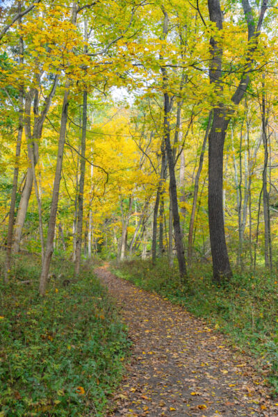 Yellow trees along the path through Cedar Creek Gorge in Westmoreland County Pennsylvania
