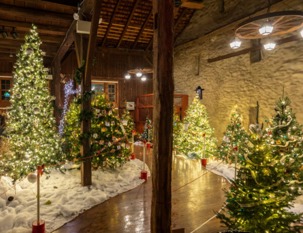 Christmas trees inside a historic barn at Holiday Lights at Gring's Mill in Berks County Pennsylvania