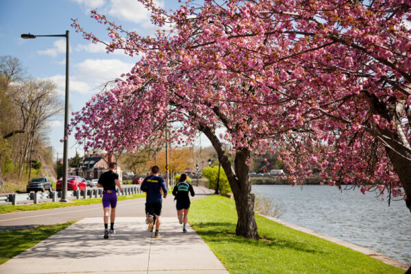 People running under a blooming cherry tree in Fairmount Park in Philadelphia PA