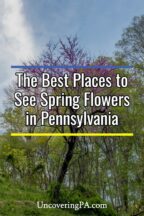 Spring Flowers in Pennsylvania