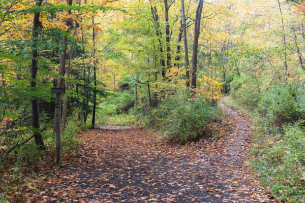 Two trails diverging in Montour Woods in Coraopolois, Pennsylvania