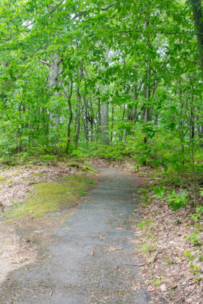 The paved trail to Jakes Rocks in the Allegheny National Forest in Warren County Pennsylvania