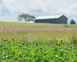 Seeing the Flower Fields at Maple Bottom Farm in Fayette County, PA