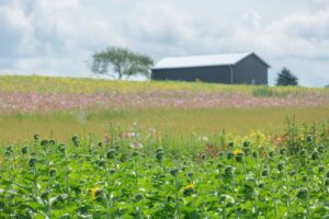 Seeing the Flower Fields at Maple Bottom Farm in Fayette County, PA