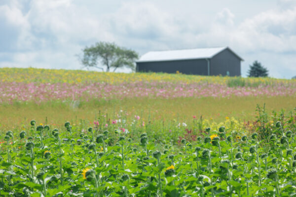 A flower field at Maple Bottom Farm in Fayette County PA