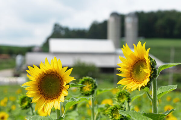 Sunflowers in front of a dairy barn at Maple Bottom Farm in Dawson PA