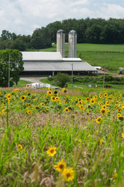 Field of sunflowers at Maple Bottom Farm in the Laurel Highlands of PA