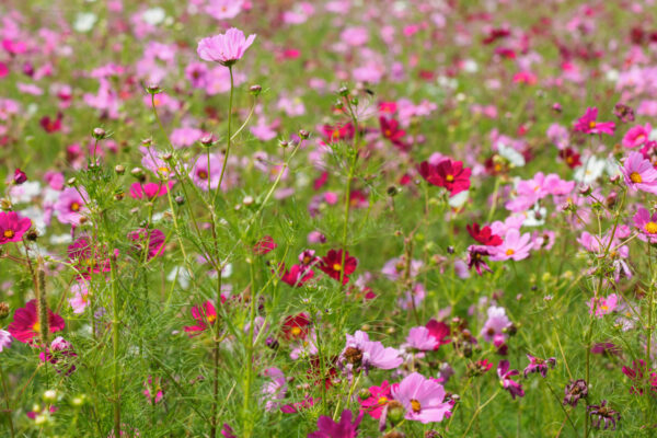 Field of cosmos flowers at Maple Bottom Farm in southwestern Pennsylvania