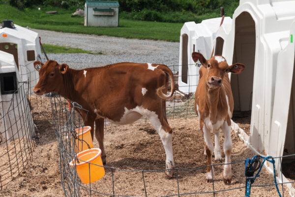 Two calves in a pen at Maple Bottom Farm in Dawson, PA