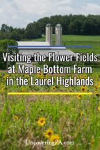 Sunflowers at Maple Bottom Farm in the Laurel Highlands of Pennsylvania