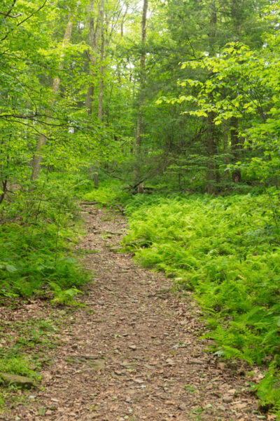 Trail through the woods to Ticklish Rock near Eagles Mere PA